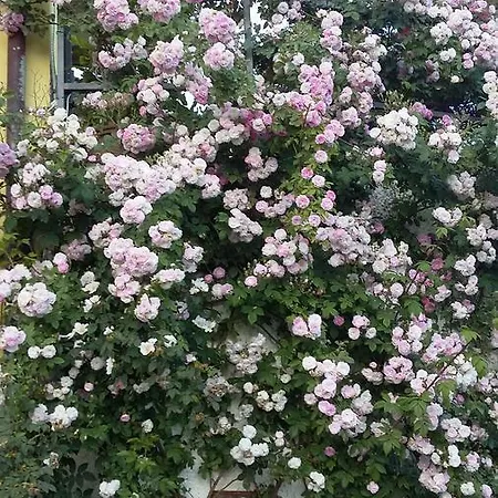 Anna Guest house Torria